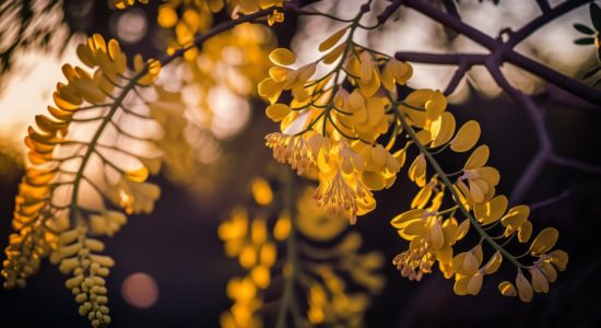 Фото растения Королевской Софоры
